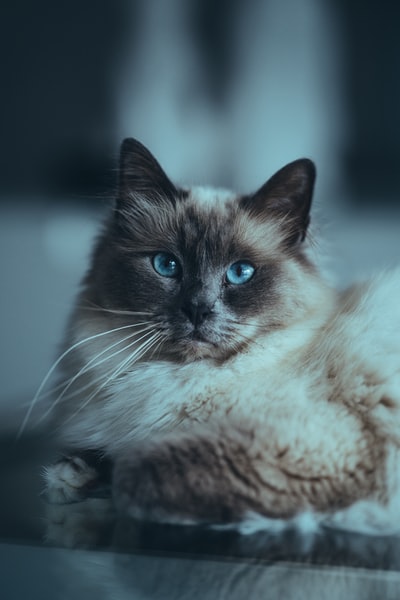 蓝眼睛的黑白相间的猫